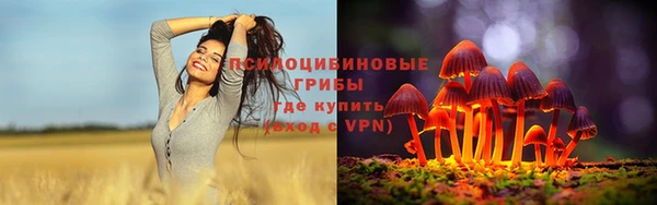 сатива Новодвинск